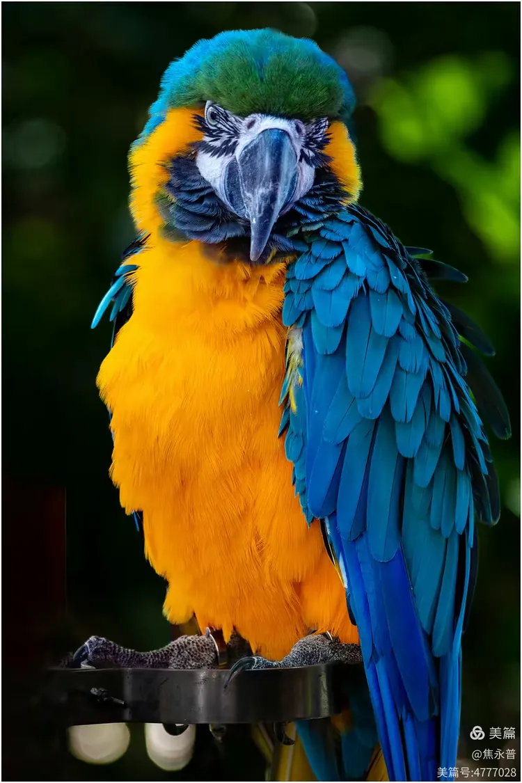 西双版纳曼婷皇家园林里的鹦鹉